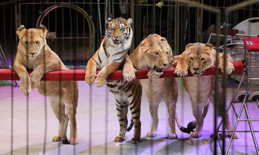 В Шотландии запретили эксплуатацию животных в цирках