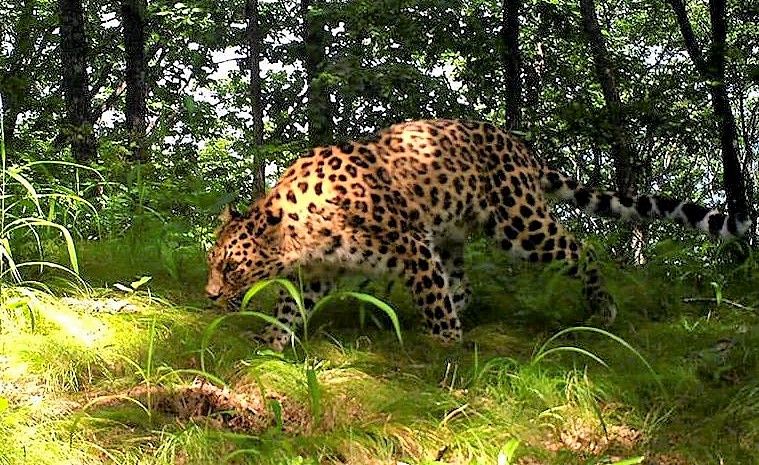 Впервые опубликованы фото «очень застенчивой» самки дальневосточного леопарда. Фото: Нацпарк «Земля леопарда»