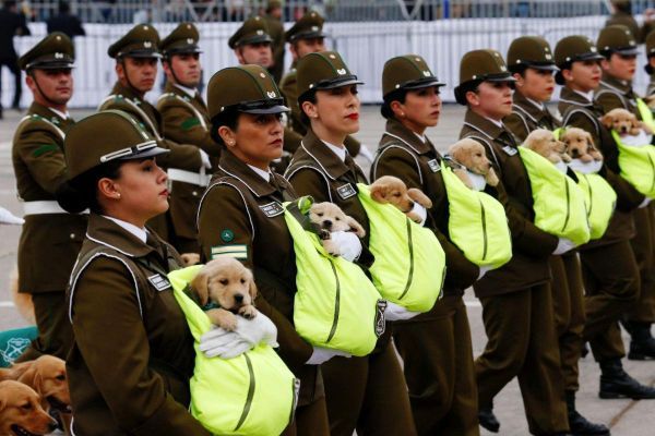 В Чили прошел военный парад, названный в соцсетях самым милым