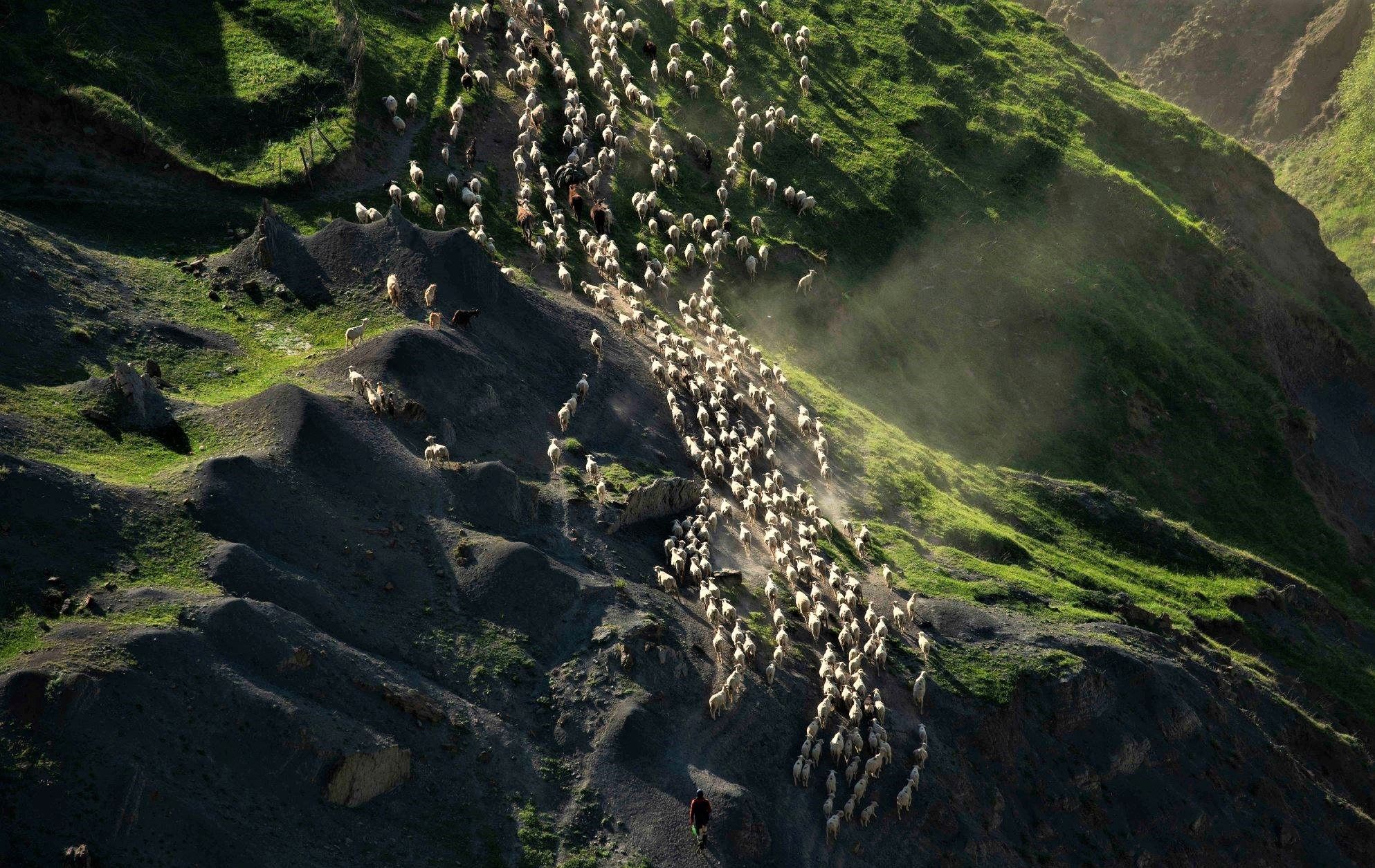 Фотография Омара Пакалова «Перегон овец на летние пастбища» признана лучшей на фотоконкурсе «National Geographic Россия» 