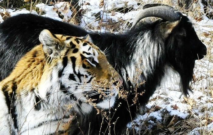 Тигр Амур и козёл Тимур