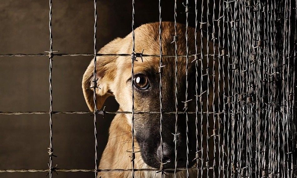 В России введут штрафы за жестокое обращение с животными