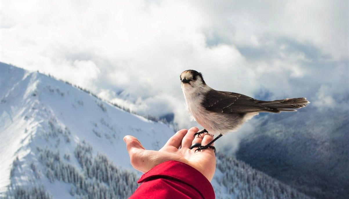 В горах птицы становятся сообразительнее