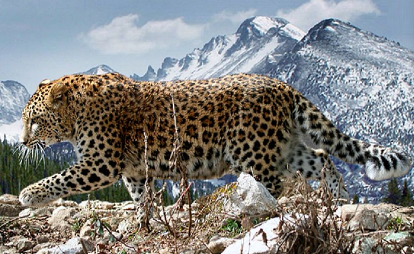 Переднеазиатский леопард, он же кавказский барс