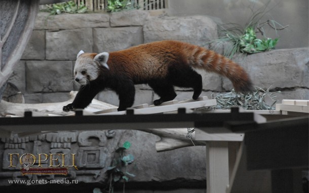 Красную панду впервые показали посетителям в Московском зоопарке 