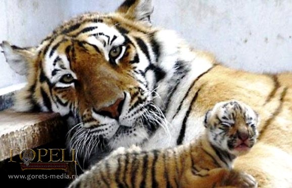 Сихотэ-Алинский заповедник установит первые фотоловушки для тигров