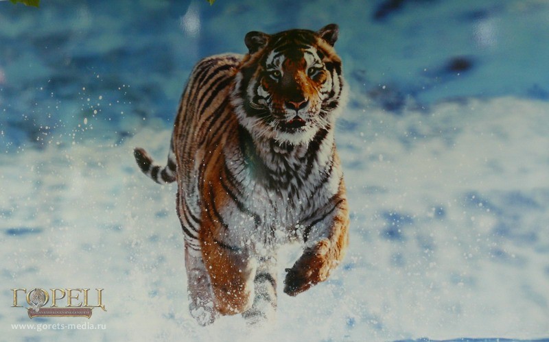 Сихотэ-Алинский заповедник установит первые фотоловушки для тигров