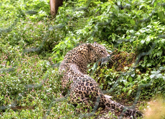 Питомник переднеазиатских леопардов в Сочи посетил Жан-Клод Килли 