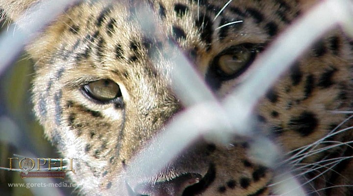 Три сочинских переднеазиатских леопарда получат волю в следующем году 