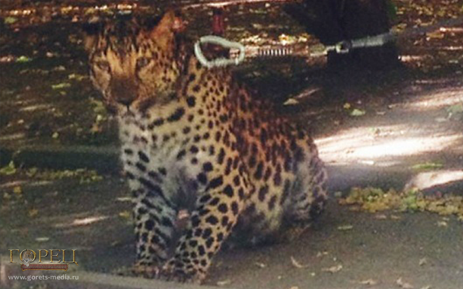 Краснокнижного леопарда изъяли в подвале жилого дома в Москве