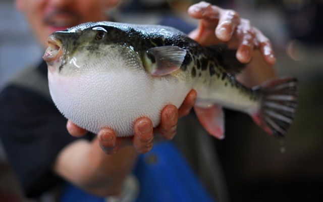 Ядовитую рыбу фугу впервые выловили в Черном море 