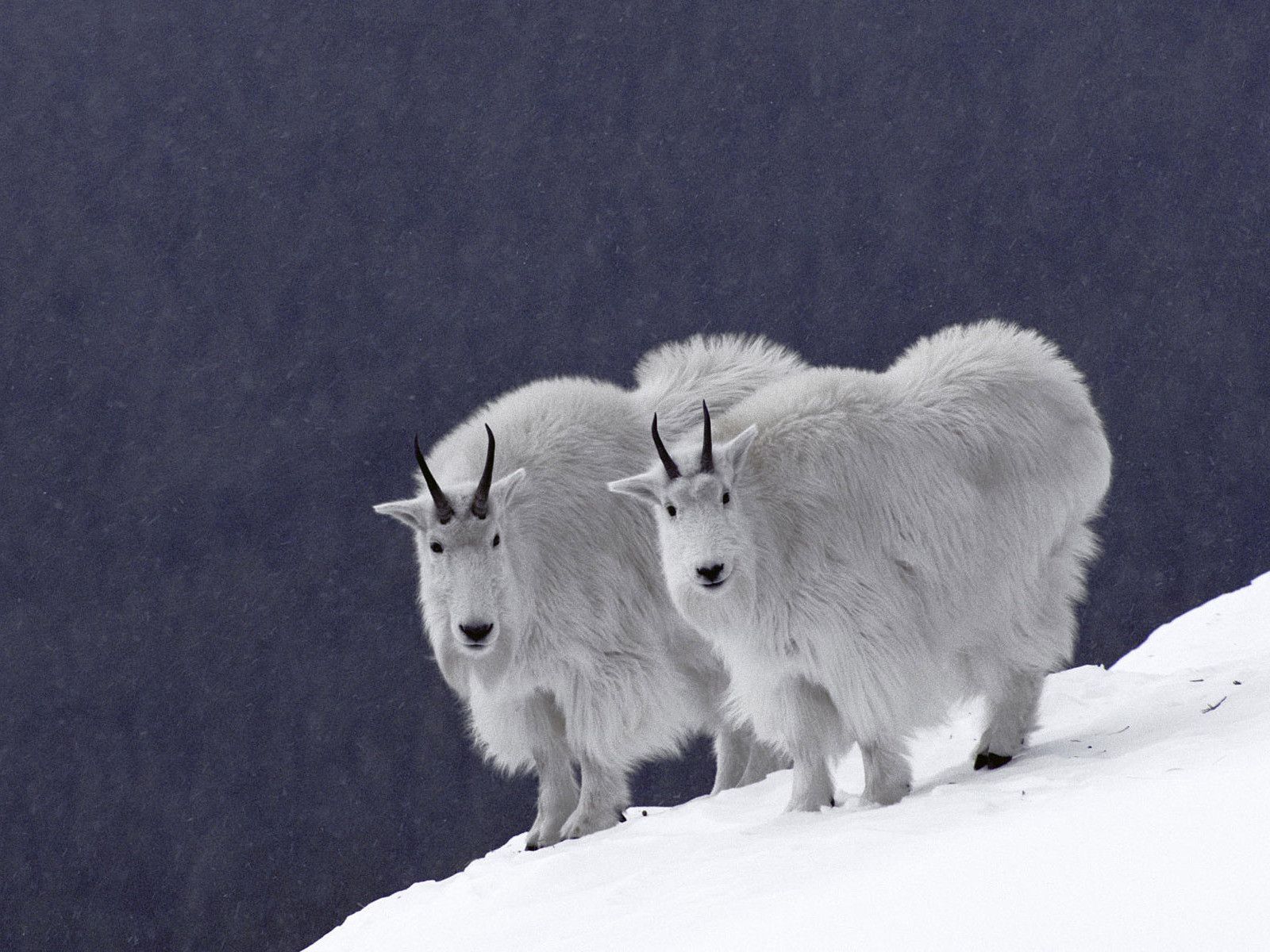 А это новогодний вариант горных козлов. Они называются снежными козами и выделены в отдельный вид горных козлов