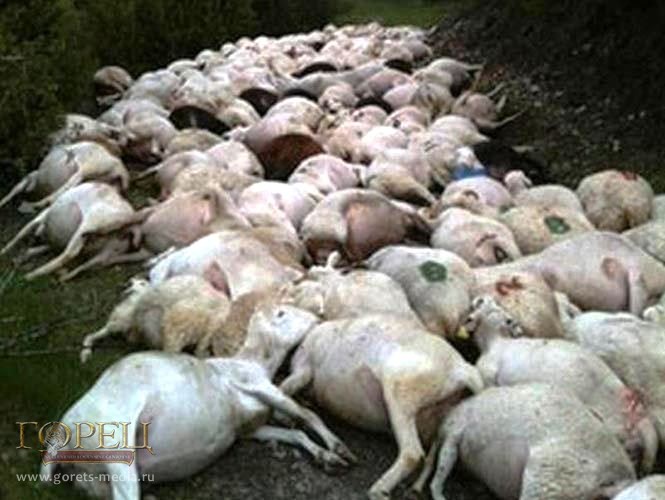 В боливийских Андах молния убила стадо овец и коров 