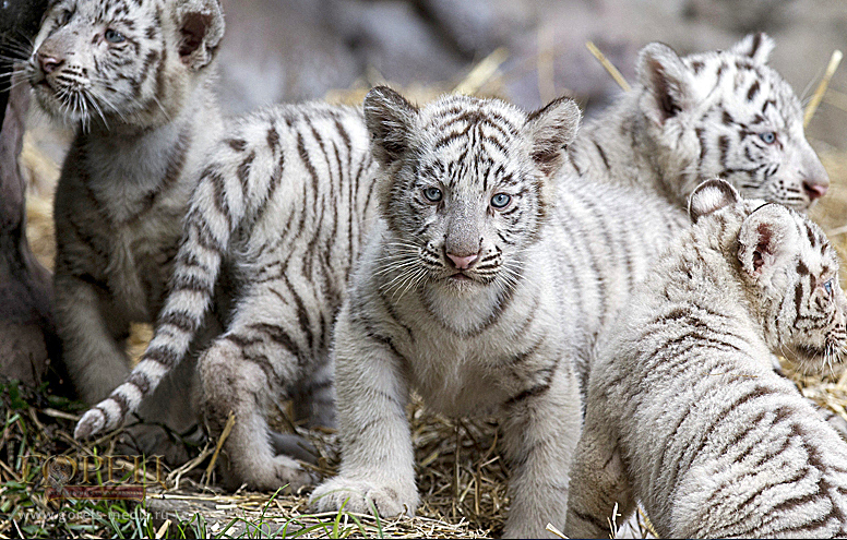 Белых тигрят, родившихся в горах Австрии, представили публике