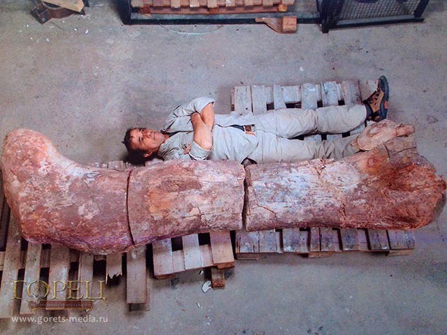 Останки 7 гигантских существ, живших 100 млн лет назад,  найдены в Аргентине