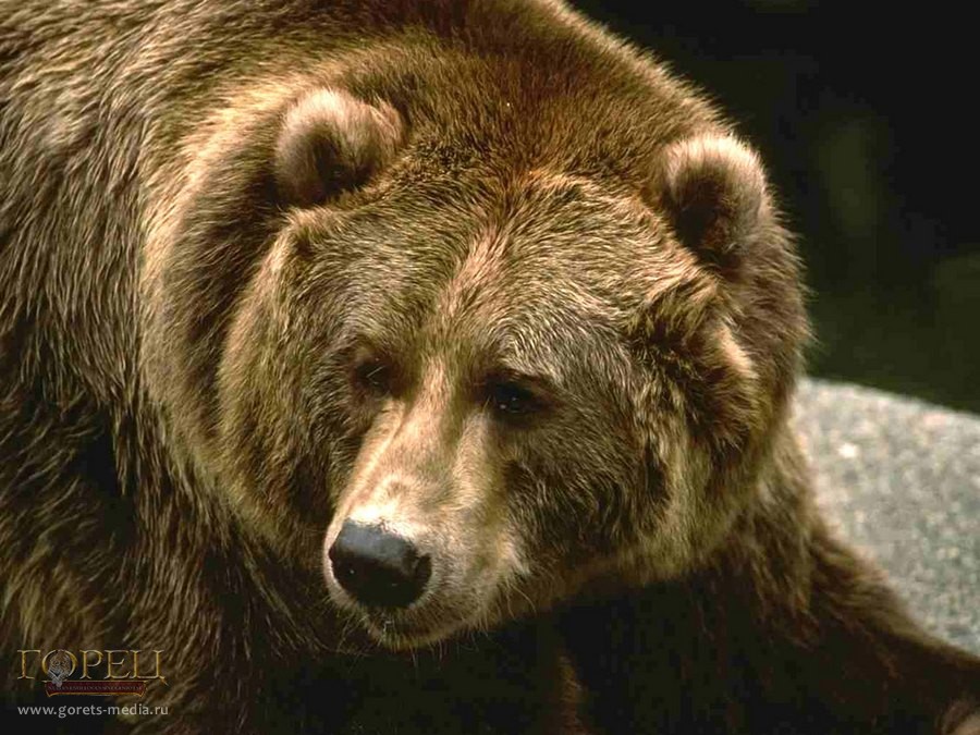 В Красноярском крае бурые медведи проснулись после зимней спячки