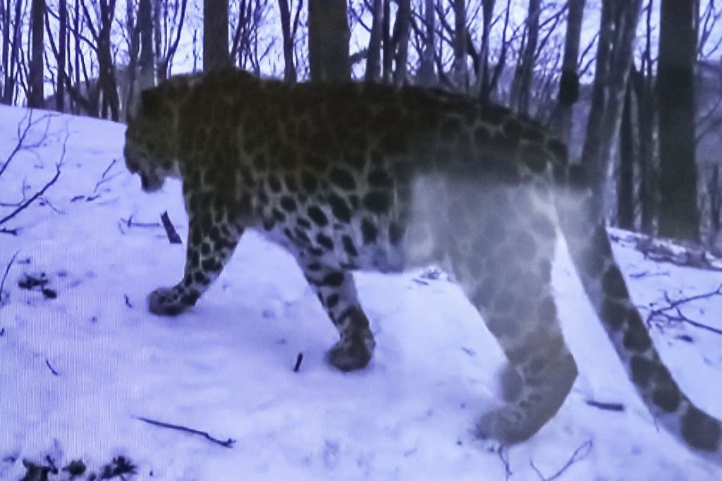 Новую экотропу планируют запустить в нацпарке «Земля леопарда»