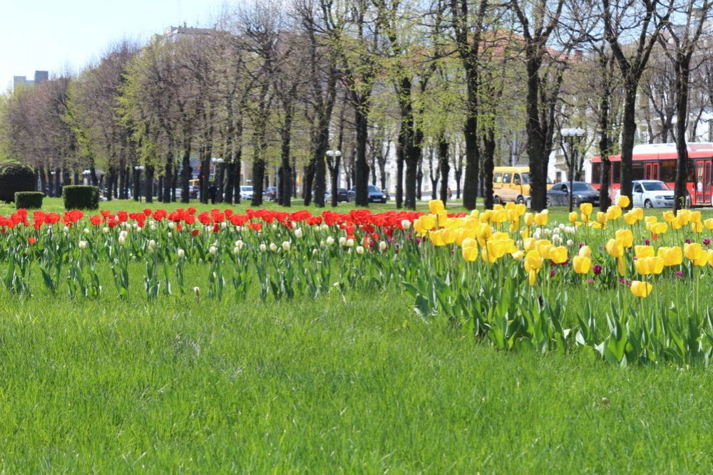 Тюльпаны и розы украсили площади и улицы Нальчика  