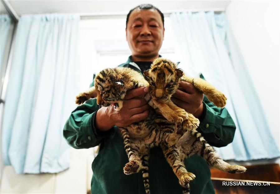 Более 50 амурских тигрят родились в одном из парков Китая 