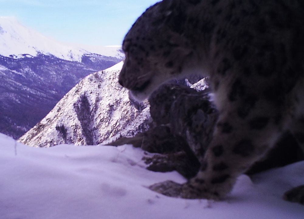Охотники помогут сохранить снежного барса в горах Алтая