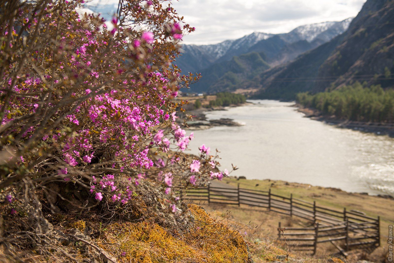 Сезон цветения маральника начался в Горном Алтае