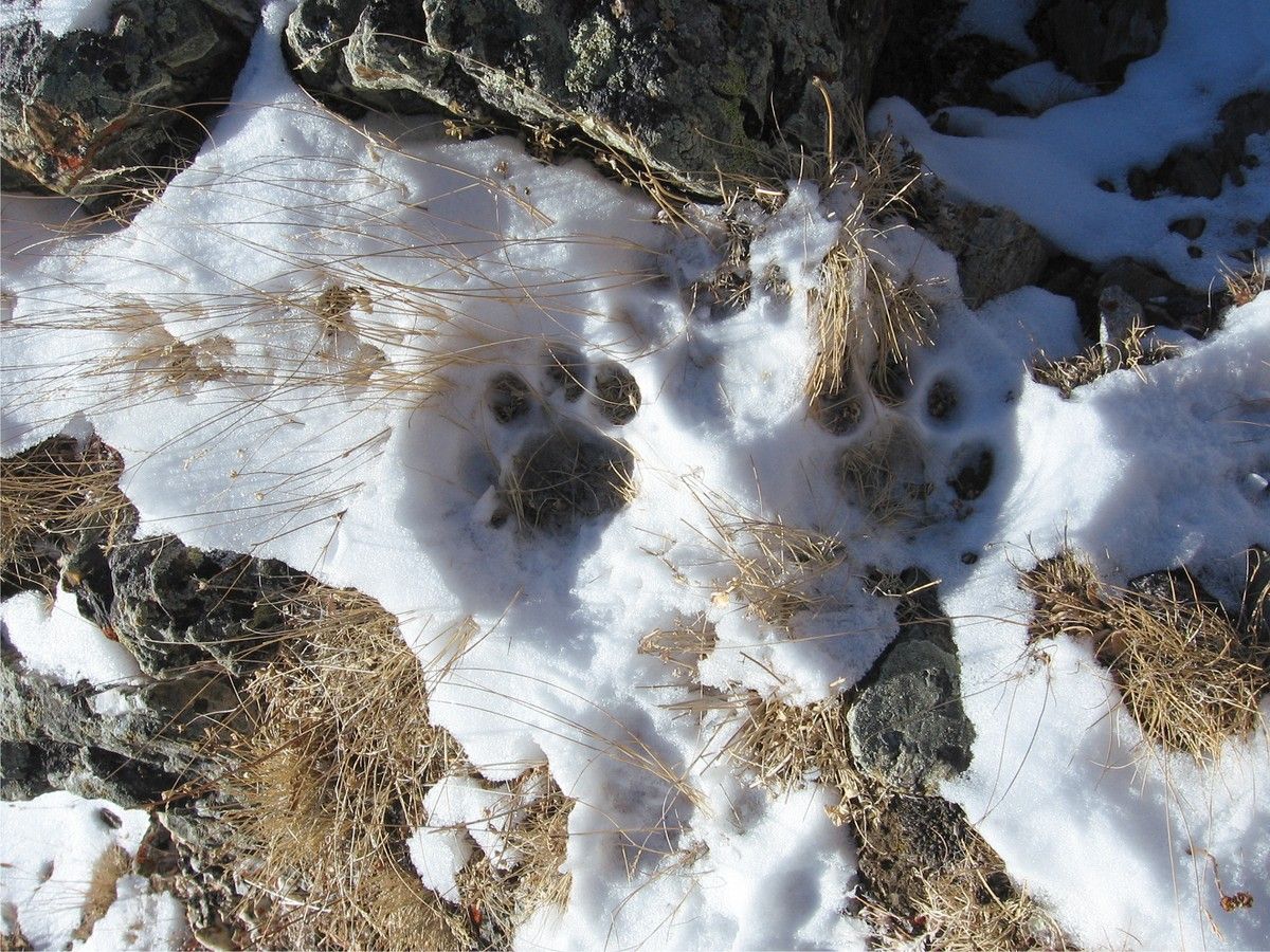 Охотники помогут сохранить снежного барса в горах Алтая
