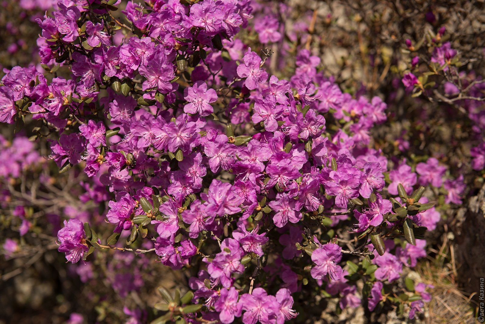 Сезон цветения маральника начался в Горном Алтае
