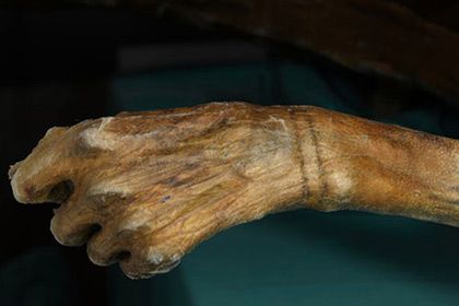 Древнейшие татуировки в мире были сделаны для лечения