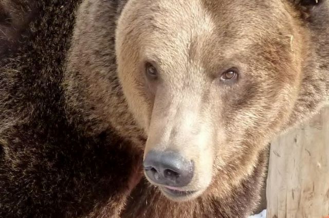 Медведица с медвежатами вышла на горнолыжную трассу в Сочи