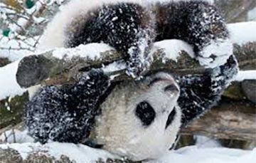 Годовалые панды-близнецы впервые увидели снег в Торонто