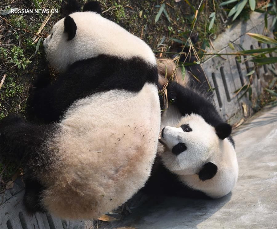В Китае представили публике панд, приехавших из США
