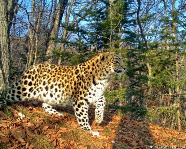 Леопарды и тигры свободно путешествуют из России в Китай