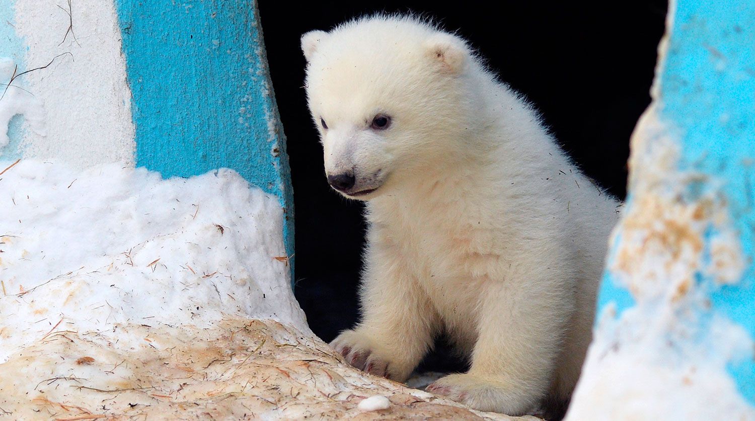 В Новосибирском зоопарке отметили День полярного медведя 