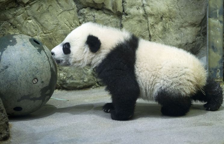 Американцы смогли вживую увидеть панду по имени Бэй Бэй