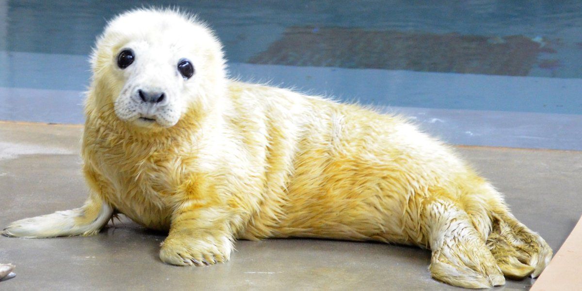 Зоопарки мира устроили конкурс на самое милое животное 