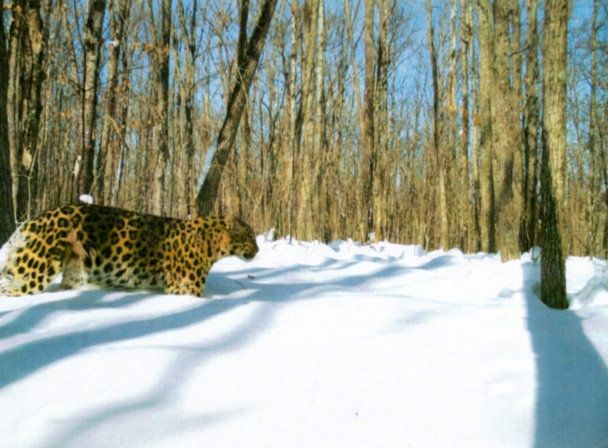В Приморье нашли леопардессу, которая считалась погибшей 