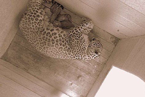 В нацпарке Сочи родились котята переднеазиатского леопарда