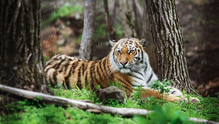 Тигр, леопард и Байкал могут попасть на новые банкноты