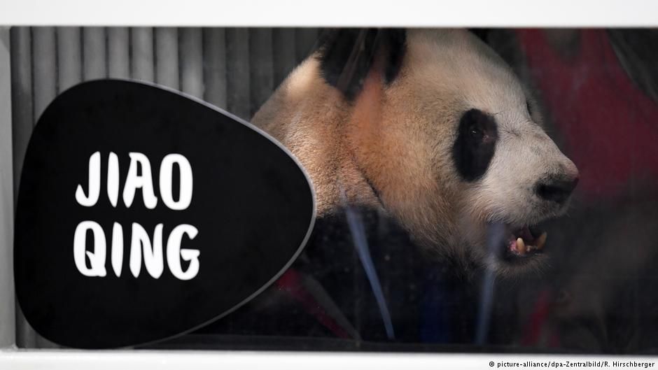  В Берлин прибыли две большие панды из Китая