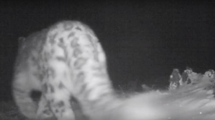 Самка снежного барса с тремя котятами попала в объектив фотоловушки