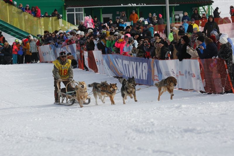 На Камчатке стартовала гонка на собачьих упряжках «Берингия -2017»