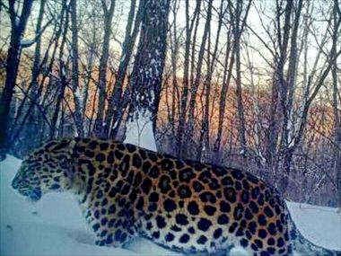 Леопард-толстяк попал в объектив фотоловушки в Китае