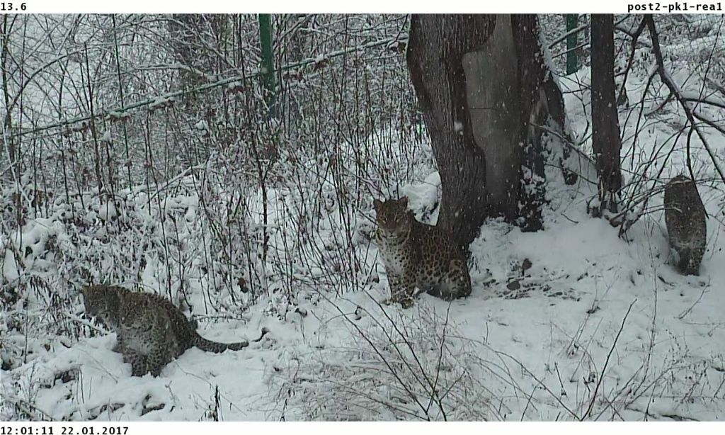 Самка переднеазиатского леопарда попала в фотоловушку в горах Сочи