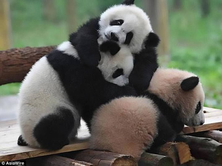 Панды решили обняться во время первого появления на публике