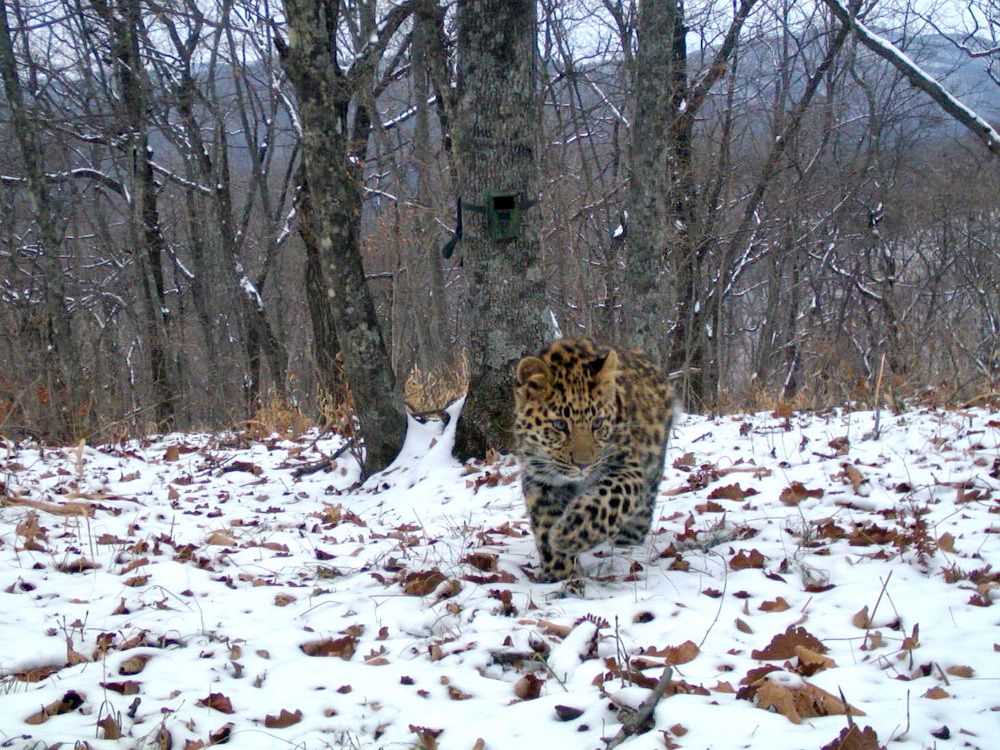 Кошачий бэби-бум зафиксировали камеры парка «Земля леопарда»