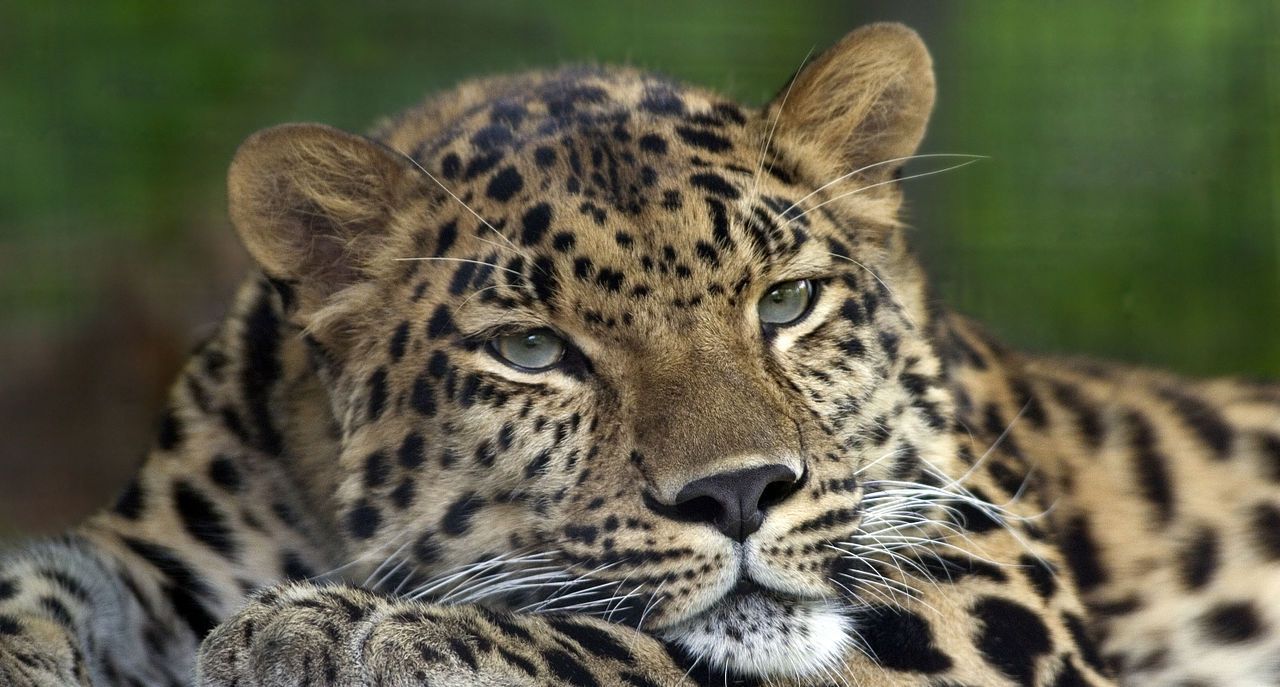 Помогать тиграм и леопардам в Приморье будет передвижная ветклиника 