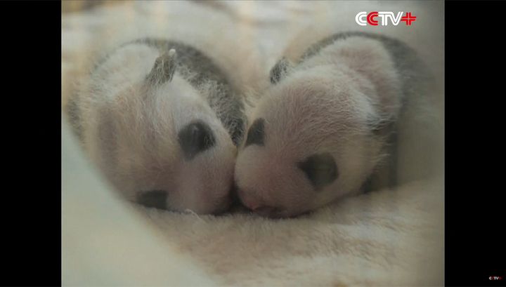 В Китае родились панды-близнецы