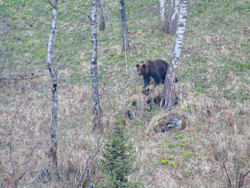 Весенний учёт марала и медведя завершился в Алтайском заповеднике