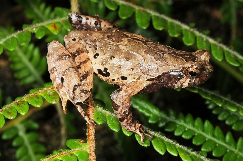 Лягушек, похожих на эльфов, нашли в высокогорных лесах Вьетнама