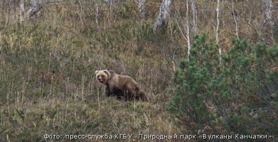 На Камчатке медведи прогуливаются по туристическим тропам